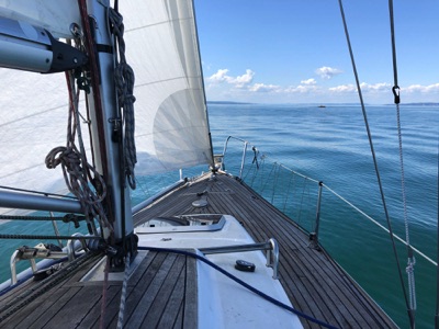 Seeschwalbe